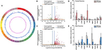 Sexual Dimorphisms of Protein-Coding Gene Profiles in Placentas From Women With Systemic Lupus Erythematosus